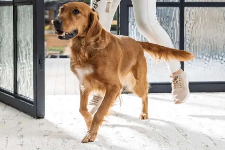 pet friendly carpet img e1780963022651 - The Floor Store
