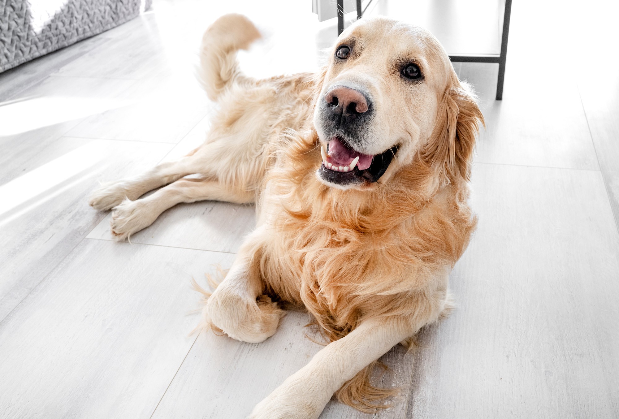 dog on wood-look tile floor