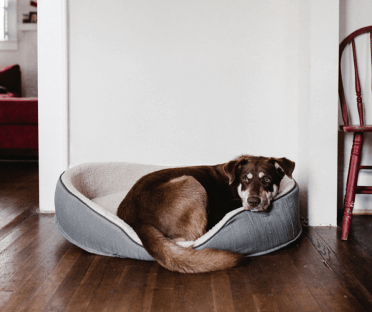 Pet-Friendly Flooring | The Floor Store